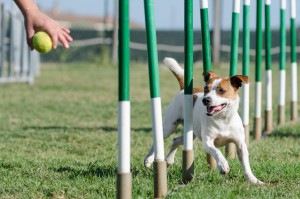 Slalom Agility Dog Jack Russell